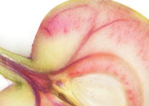 Xylem tissue staining in young apple