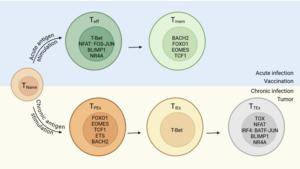 Figure 4. Transcriptional regulation of CD8+ T cell fate.