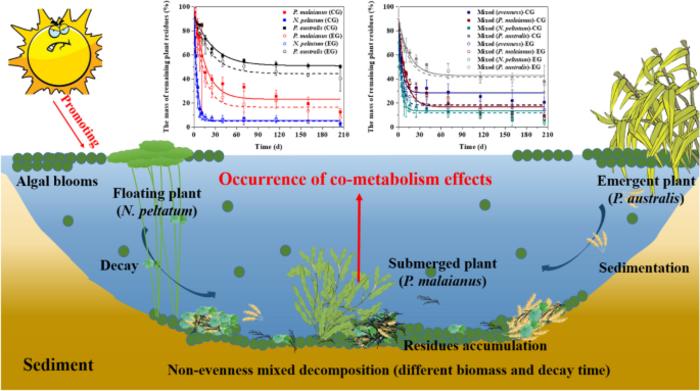 Species evenness affects algae driven co-metabolism with aquatic plant residues