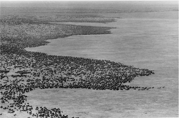 Wildebeest 3