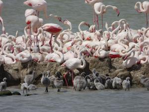 Colony of flamingos with their chicks on the Fangassier pond, Camargue, France.