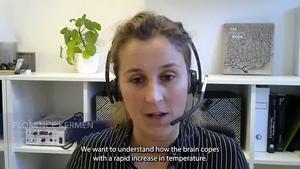 Mechanisms of brain resilience and adaptation to heat