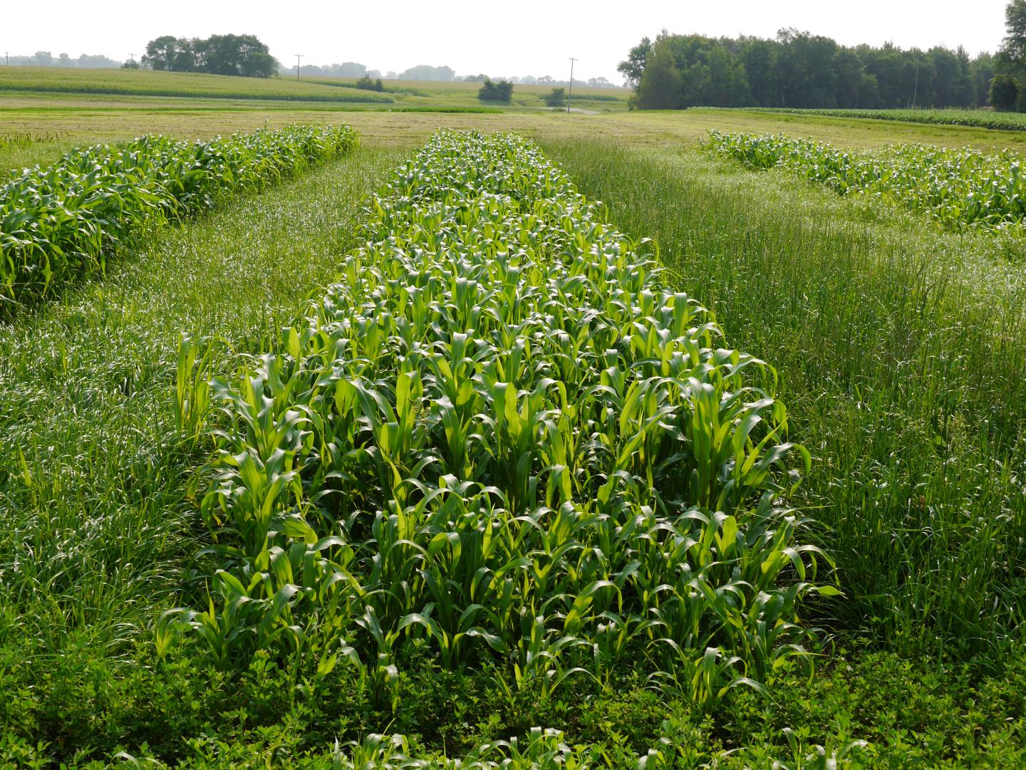 Annual Forage Plots
