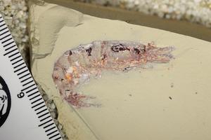 Cretaceous fossil shrimp from Jbel Oum Tkout, Morocco registered at the Museum d’histoire naturelle de Marrakech.