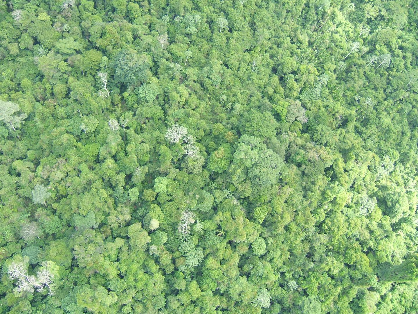 Amazon Rainforest