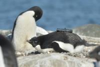 Penguin Equipped with a Video Camera