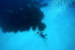 Seegraswiese im Mittelmeer