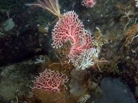 Sea Fan