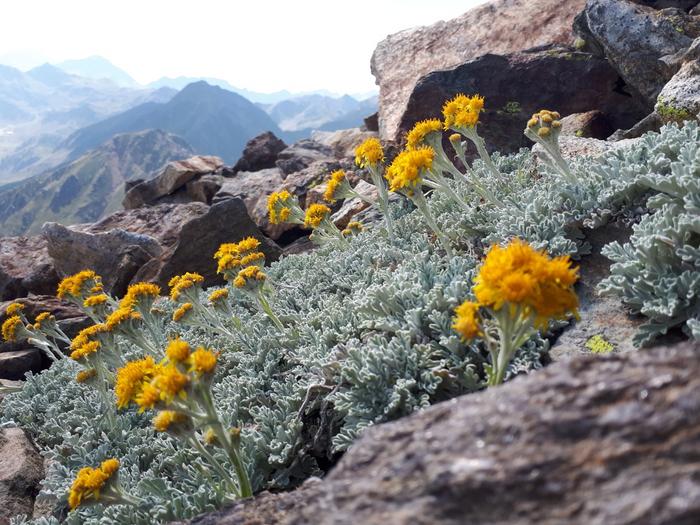 Rising plant extinction rates on European mountain summits | EurekAlert! (via www.eurekalert.org)