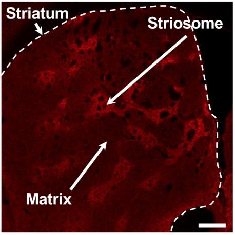 The Structure of the Striatum