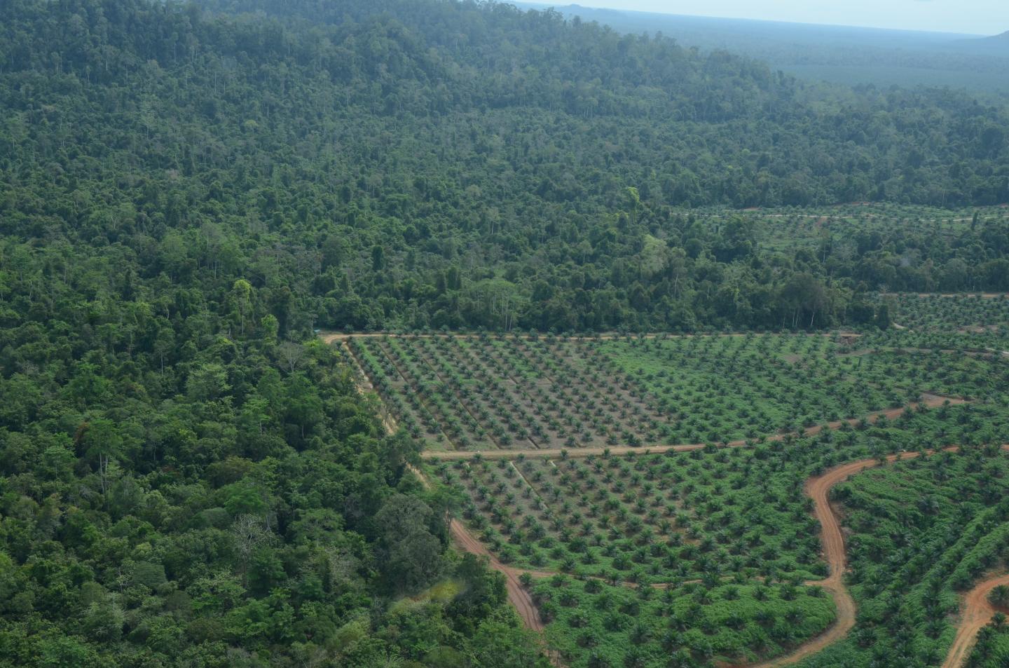 Oil Palm Plantation