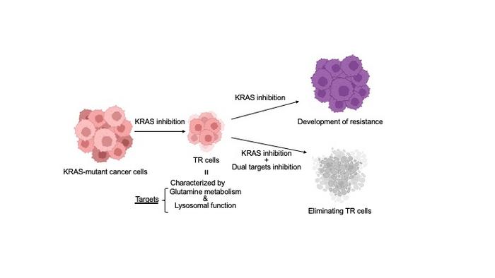 The study reveals how drug-tolerant KRAS-mutant cancer cells adapt and how their metabolic vulnerabilities can be targeted