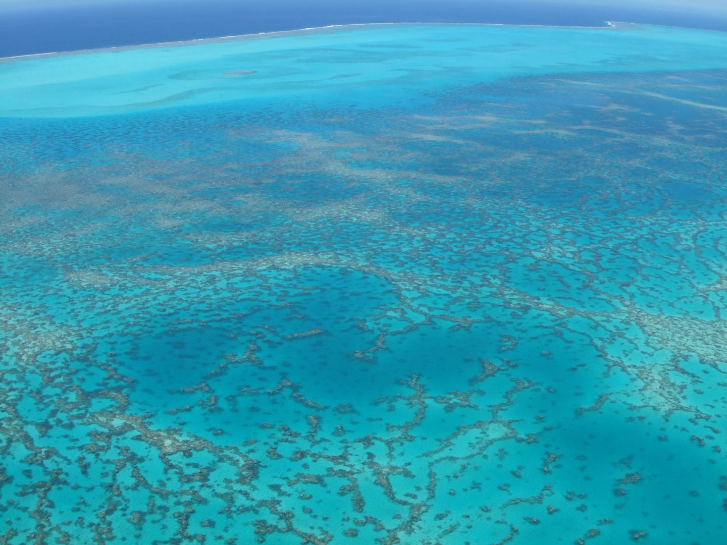 Coral Reef