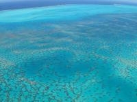 Coral Reef