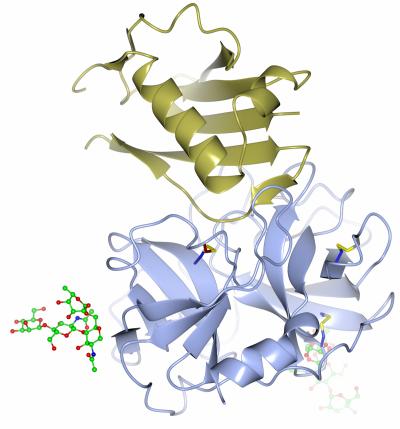 Crystal Structure of Elastase