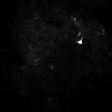 Neuron Flash