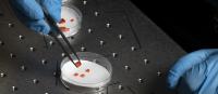 Handling Perovskites