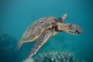 Hawai'ian green sea turtle