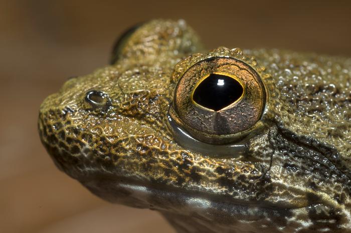 Bornean fanged frog