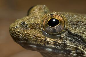 Bornean fanged frog