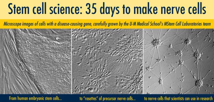 Stem Cell to Neuron Process