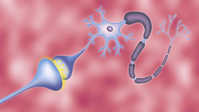New model helps us understand the vesicle cycle within brain synapses