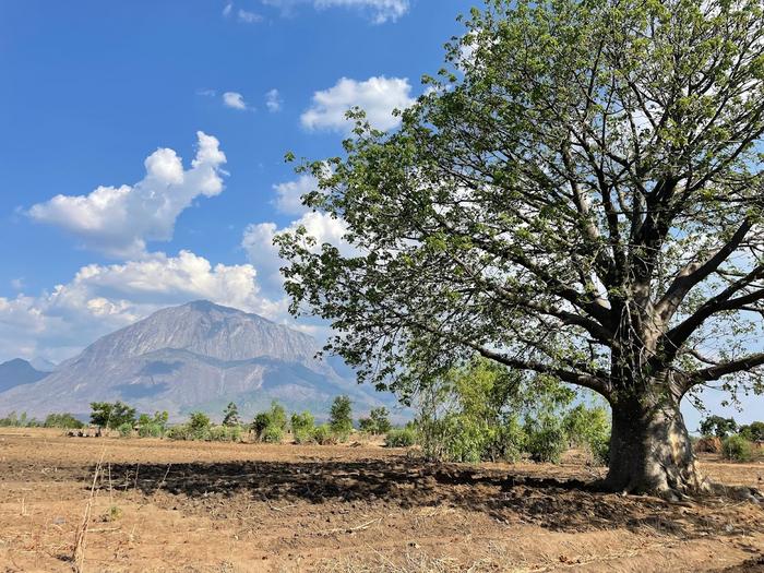 baobab tree