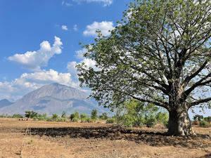 baobab tree