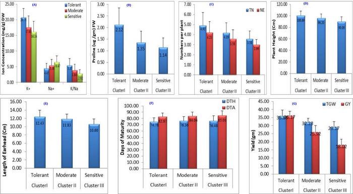 Salt-tolerant wheat lines maintain ionic balance and higher grain yield under sodic stress. Enhanced potassium retention, reduced sodium accumulation, and increased proline content contribute to improved stress resilience and productivity.