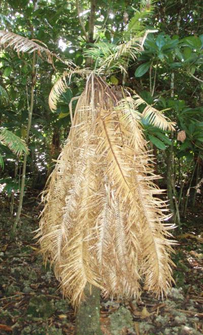 Cycad Leaf Damage