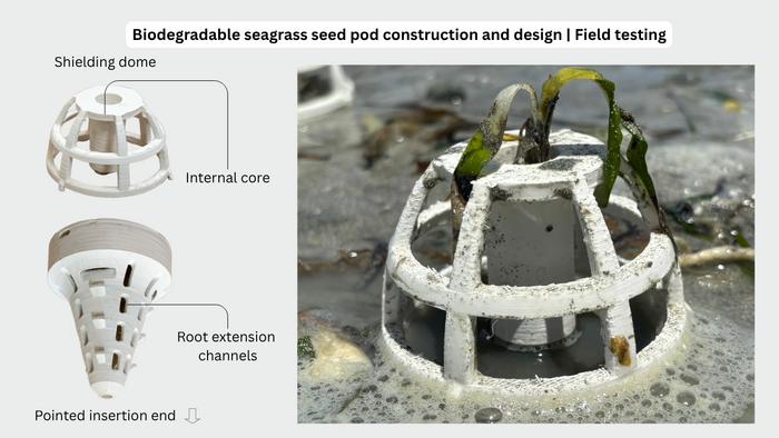 Biodegradable seagrass seed pod design