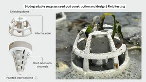 Biodegradable seagrass seed pod design