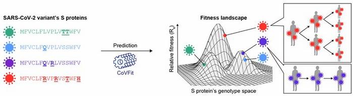 CoVFit predicts variant fitness from sequence to spread