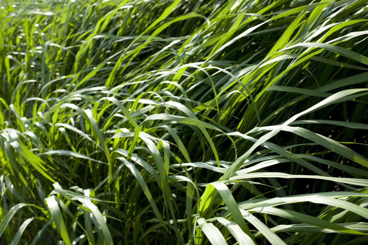 Miscanthus at University of Illinois