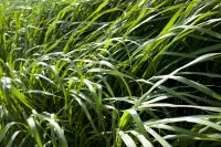 Miscanthus at University of Illinois