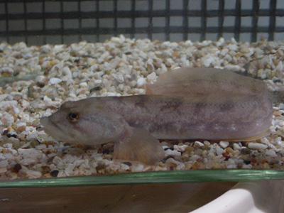 Eelpout