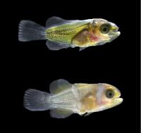 Larves de poisson clown traitées aux hormones thyroïdiennes
