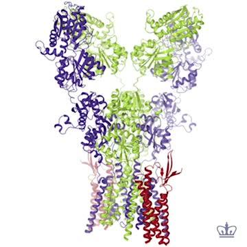 AMPA Receptor Structural Details