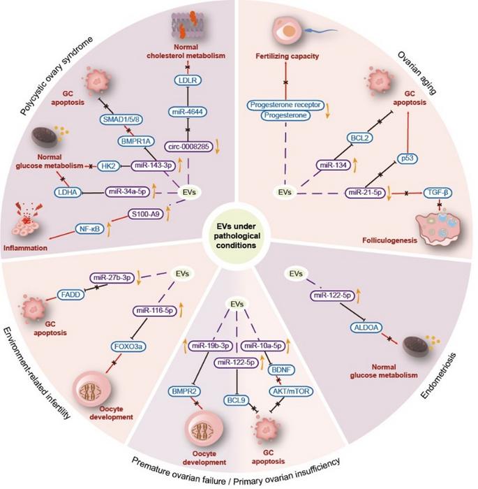 Mechanistic insights into the impact of EVs under ovarian pathological conditions