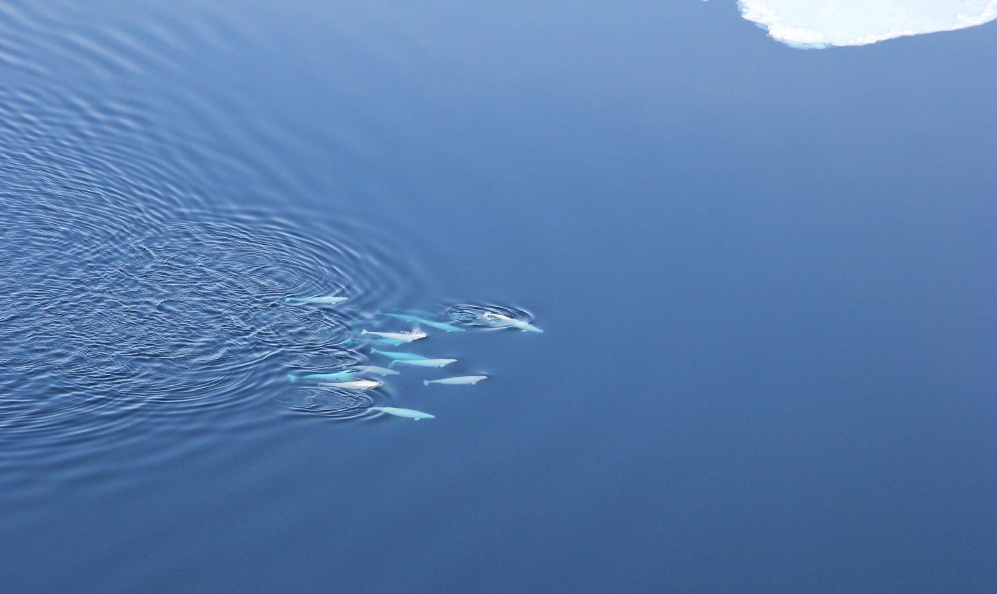 Beluga (2 of 2)