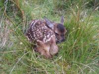 Red Deer Calf