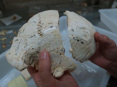 Skulls with Mix of Traits Illuminate Human Evolution (10 of 18)