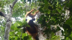 Infant peering at its mother looking at tree hole