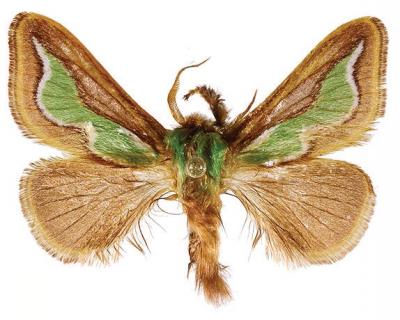 <i>Parasa viridiflamma</i>