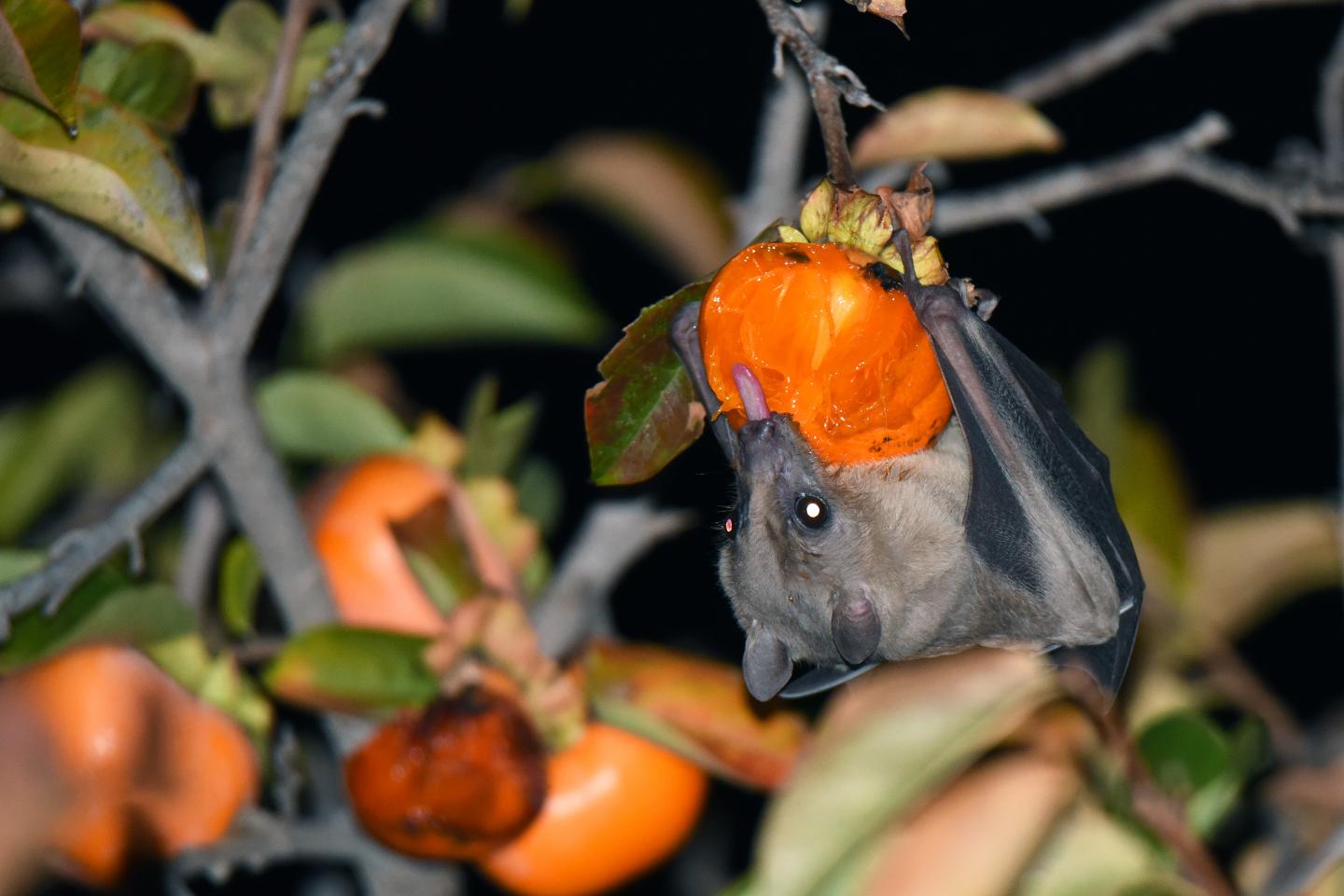Baby Fruit Bats Mimic Mothers' Sounds (4 of 10)