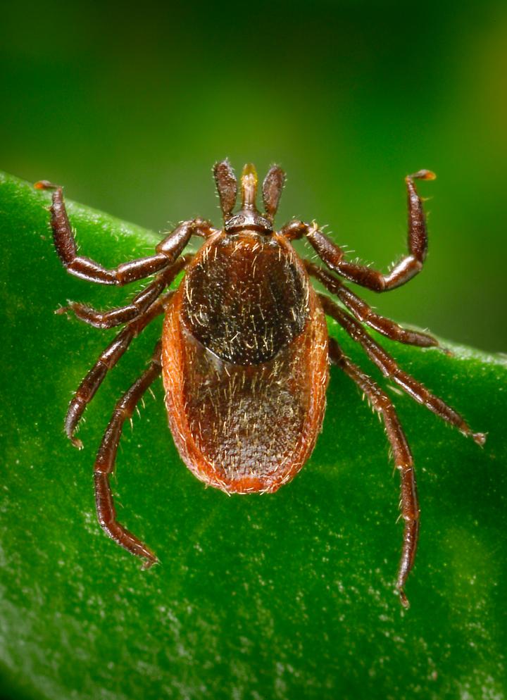 Lyme Disease Vector