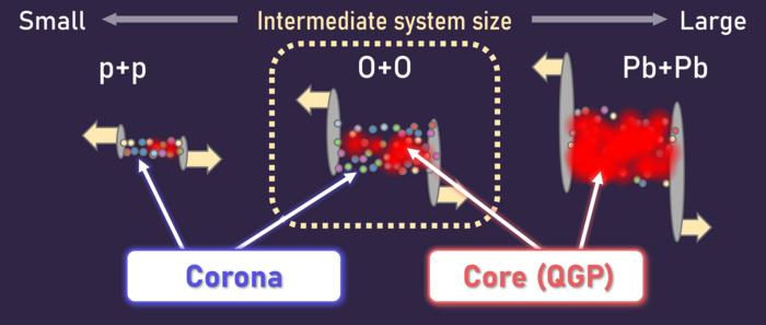 Oxygen collisions bridge the gap between small and large collision systems