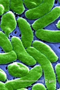 <i>Vibrio vulnificus</i> Bacteria