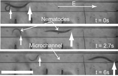 Movement of Worms in an Electric Field