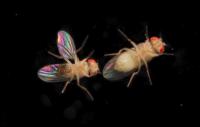 A Male Courting a Female